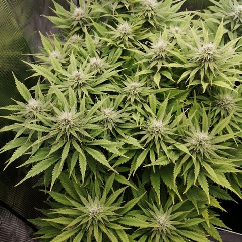 Deep Candy growlog timeline photo