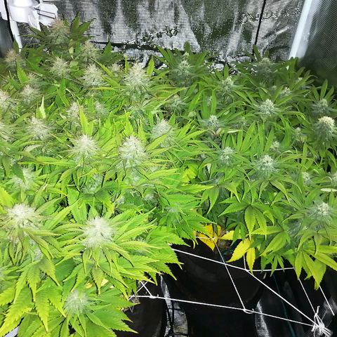 Deep Candy growlog timeline photo