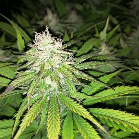 Deep Candy growlog timeline photo