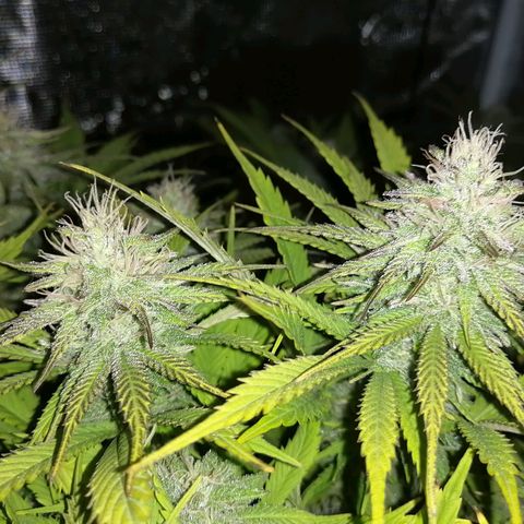 Deep Candy growlog timeline photo