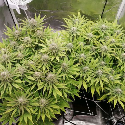 Deep Candy growlog timeline photo