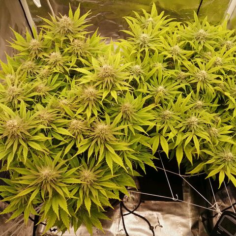 Deep Candy growlog timeline photo