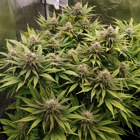 Deep Candy growlog timeline photo