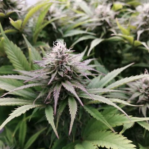 Deep Candy growlog timeline photo