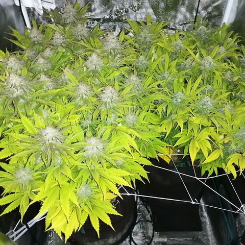 Deep Candy growlog timeline photo