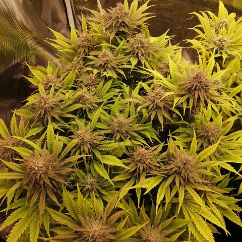 Deep Candy growlog timeline photo
