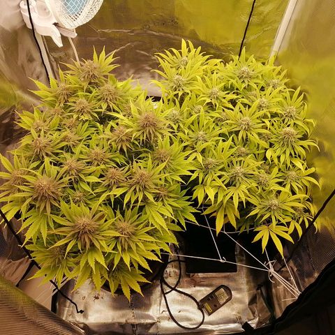Deep Candy growlog timeline photo