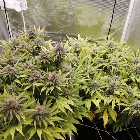 Deep Candy growlog timeline photo