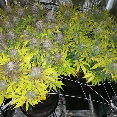 Deep Candy growlog timeline photo