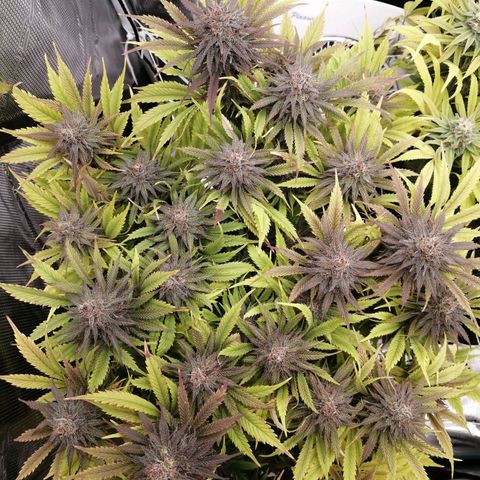 Deep Candy growlog timeline photo