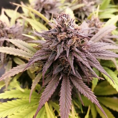 Deep Candy growlog timeline photo