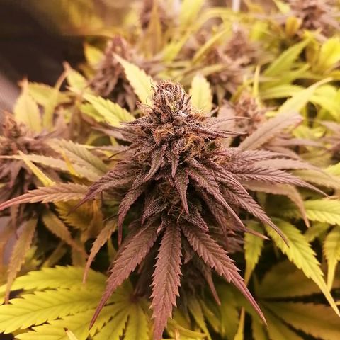 Deep Candy growlog timeline photo