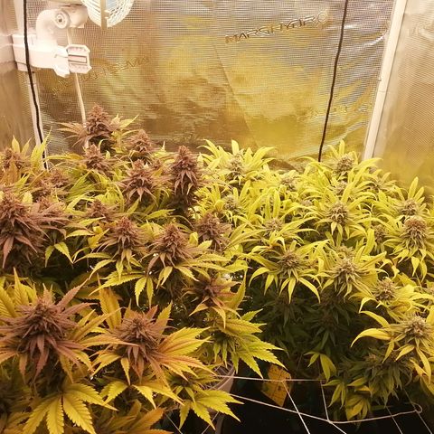 Deep Candy growlog timeline photo