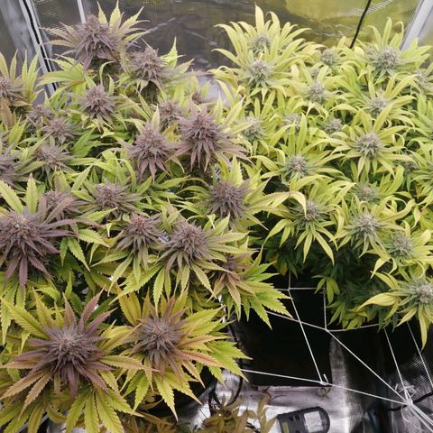 Deep Candy growlog timeline photo