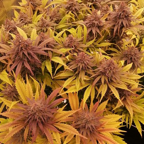 Deep Candy growlog timeline photo