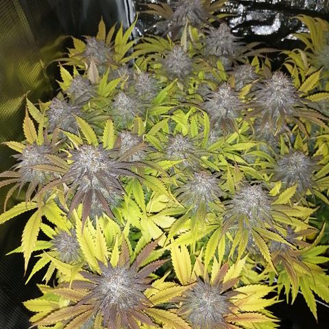Deep Candy growlog timeline photo