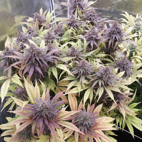 Deep Candy growlog timeline photo