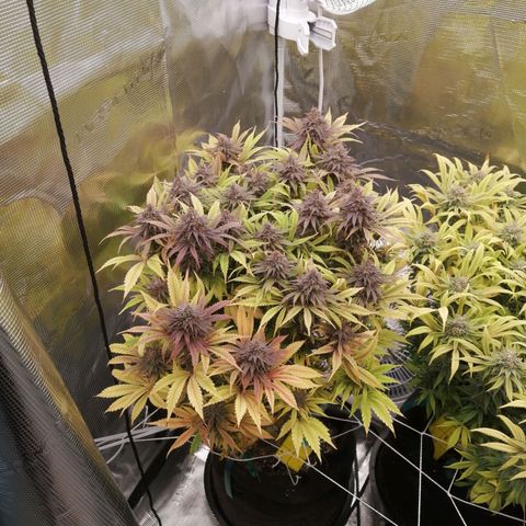 Deep Candy growlog timeline photo