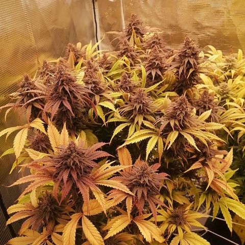 Deep Candy growlog timeline photo