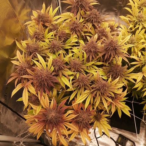 Deep Candy growlog timeline photo