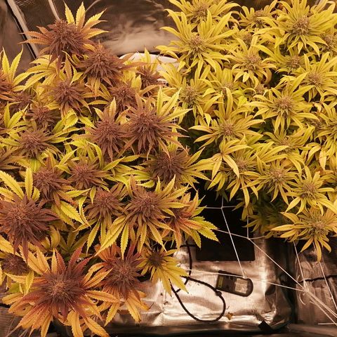 Deep Candy growlog timeline photo