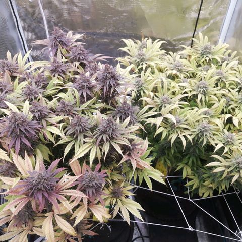 Deep Candy growlog timeline photo