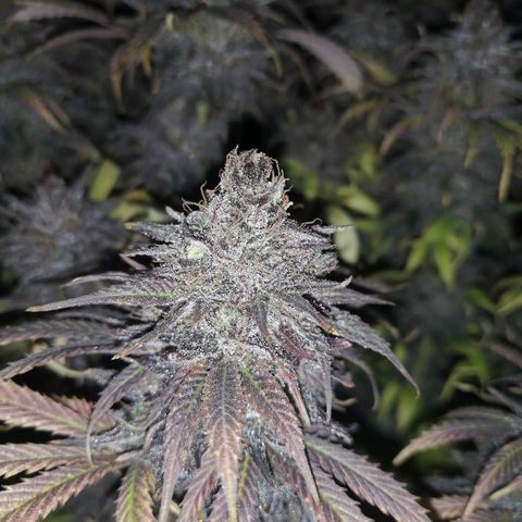 Deep Candy growlog timeline photo