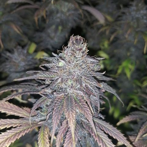 Deep Candy growlog timeline photo
