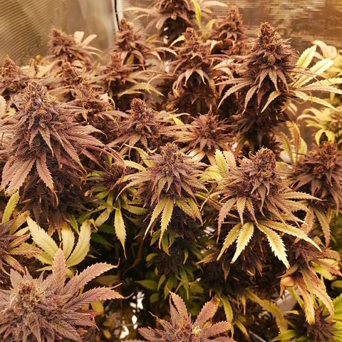 Deep Candy growlog timeline photo