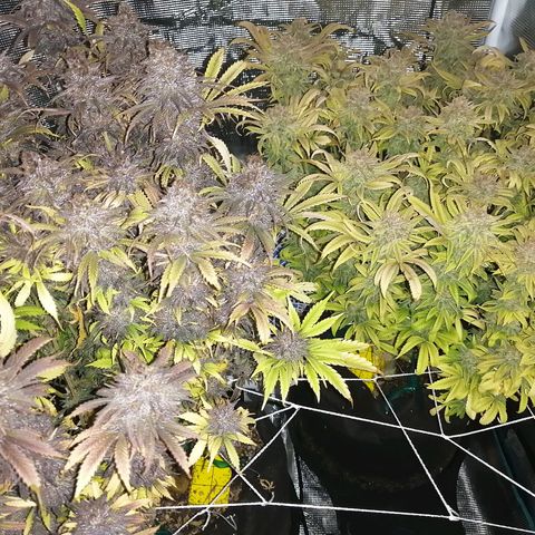 Deep Candy growlog timeline photo