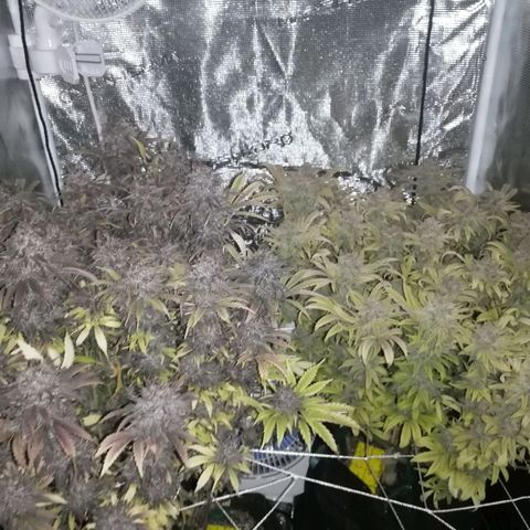 Deep Candy growlog timeline photo