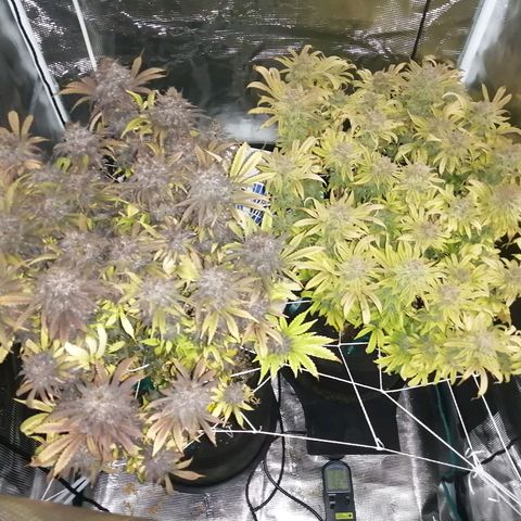 Deep Candy growlog timeline photo