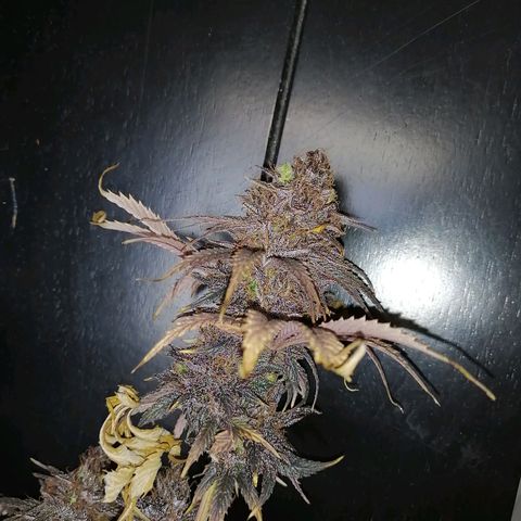 Deep Candy growlog timeline photo