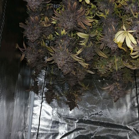 Deep Candy growlog timeline photo