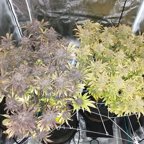 Deep Candy growlog timeline photo
