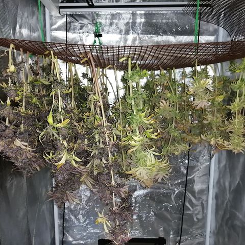 Deep Candy growlog timeline photo