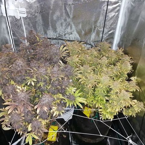Deep Candy growlog timeline photo
