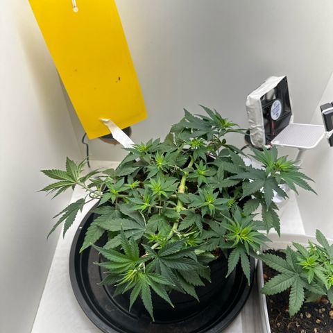 Amnesia Haze growlog timeline photo