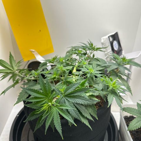 Amnesia Haze growlog timeline photo