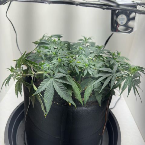Amnesia Haze growlog photo: Tá vindo 