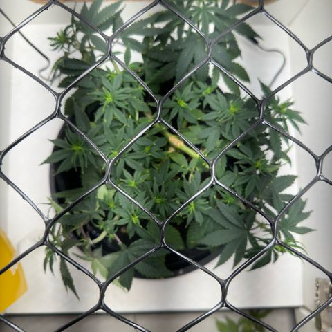 Amnesia Haze growlog photo: Tá vindo 