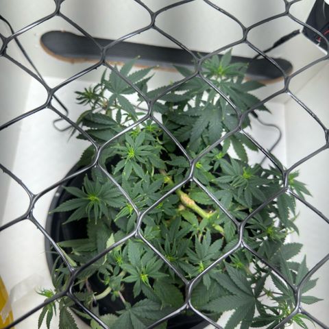 Amnesia Haze growlog timeline photo