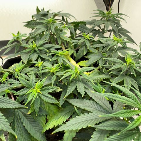 Amnesia Haze growlog timeline photo