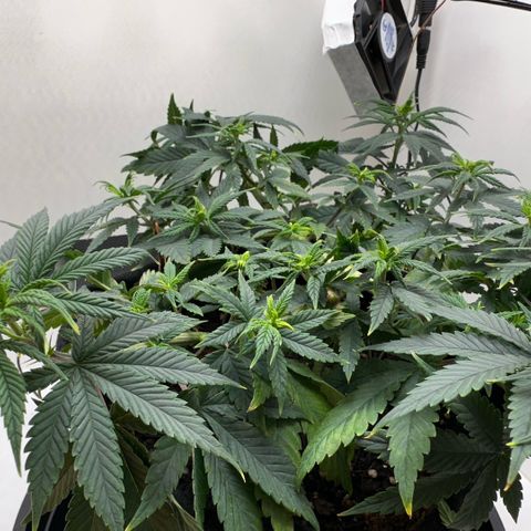 Amnesia Haze growlog timeline photo