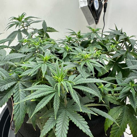 Amnesia Haze growlog timeline photo