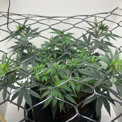 Amnesia Haze growlog photo: Primeiros ramos sendo usado no scrog