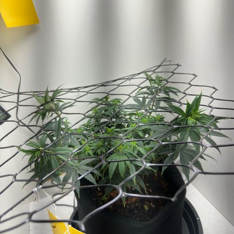 Amnesia Haze growlog photo: Primeiros ramos sendo usado no scrog