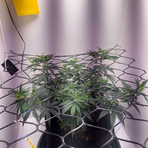 Amnesia Haze growlog timeline photo