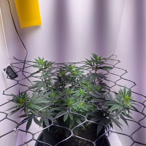 Amnesia Haze growlog timeline photo
