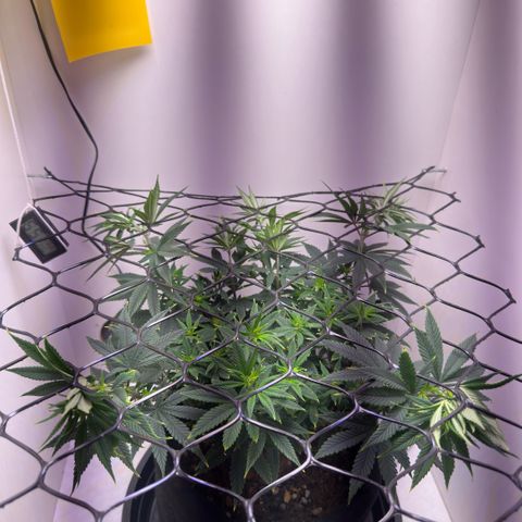 Amnesia Haze growlog timeline photo